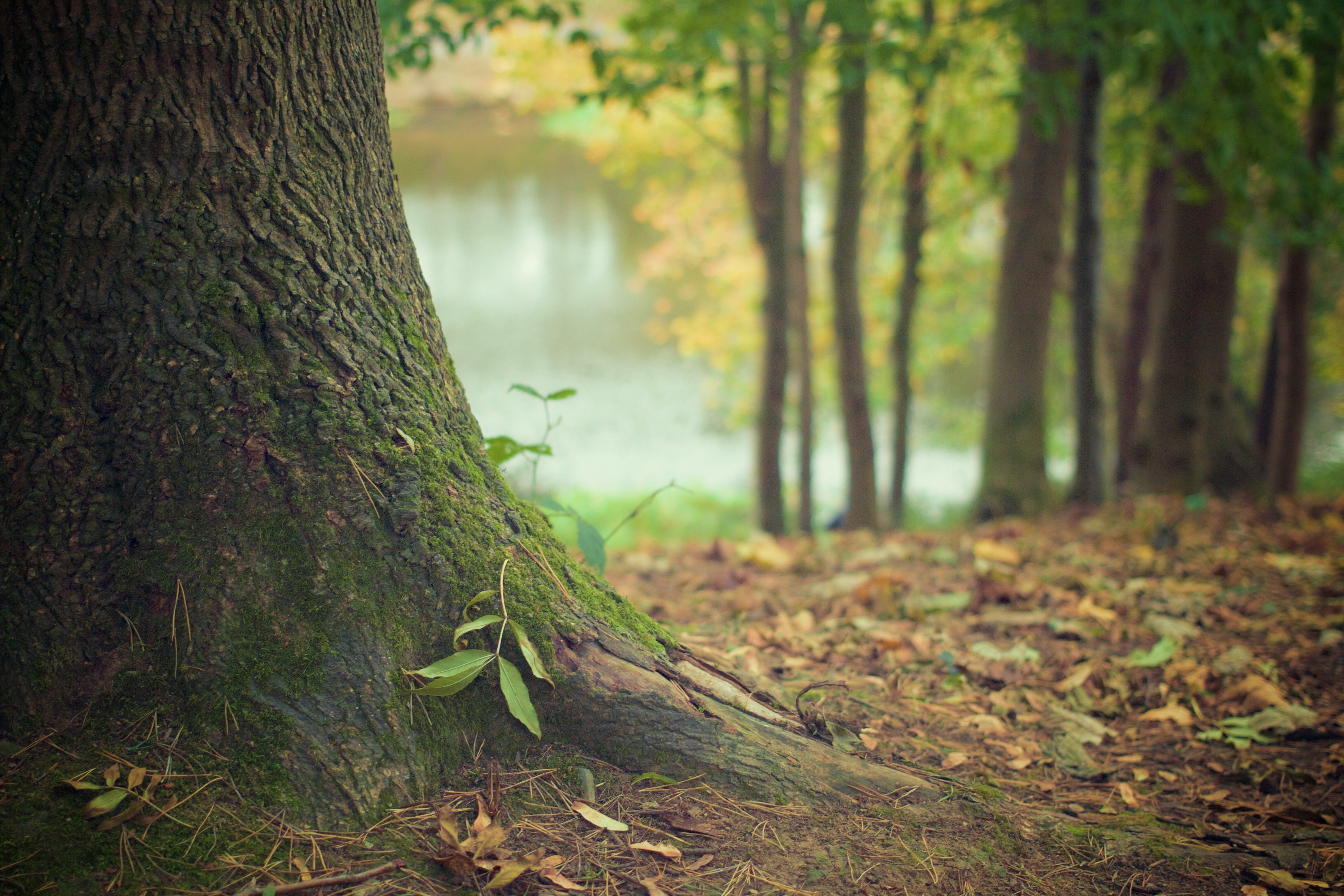 Tronc d'arbre au sein d'une forêt